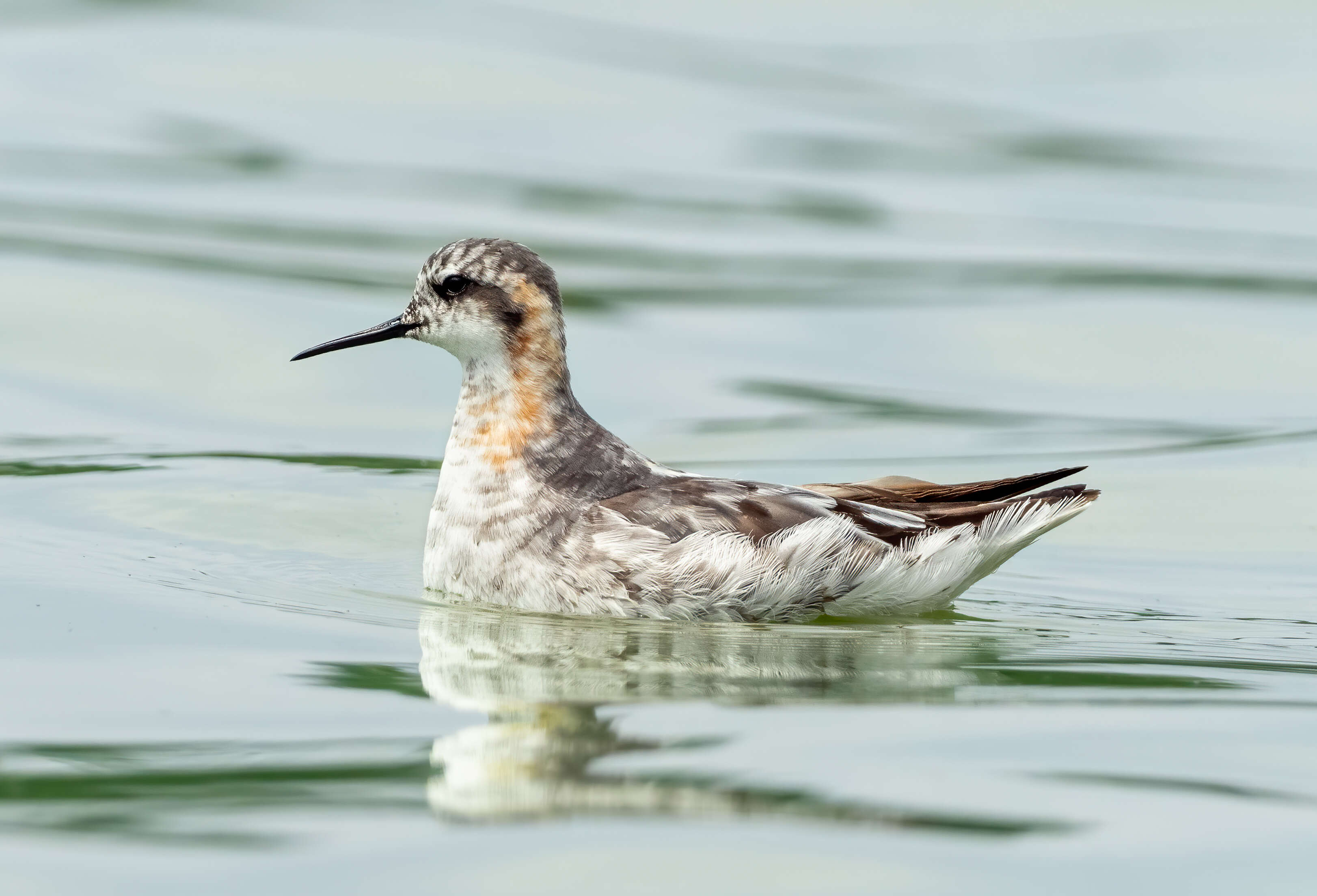 Imagem de Phalaropus lobatus (Linnaeus 1758)