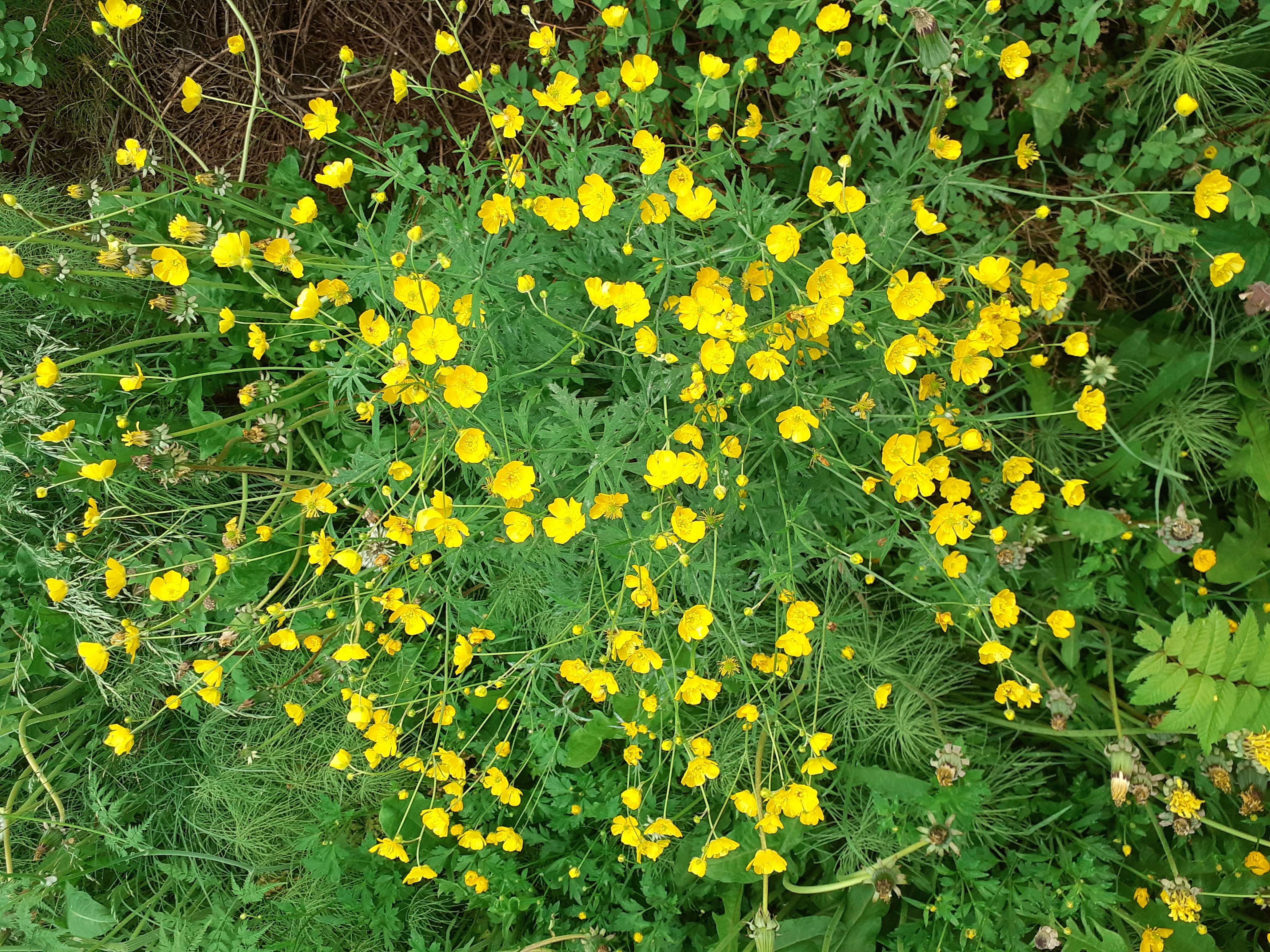 Image of common buttercup