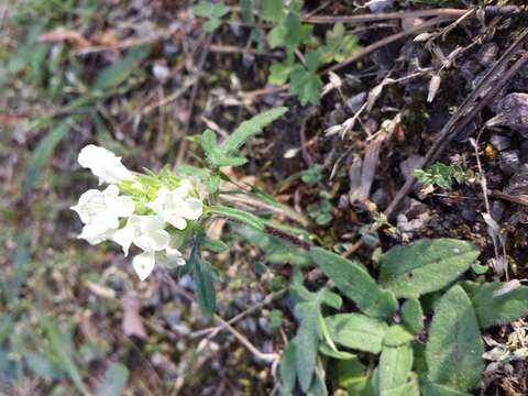 Image of cutleaf selfheal