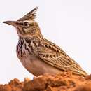 Image of Maghreb Lark