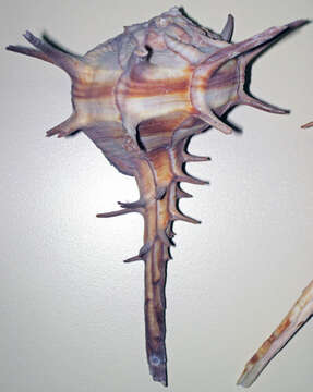 Image of Horned Murex