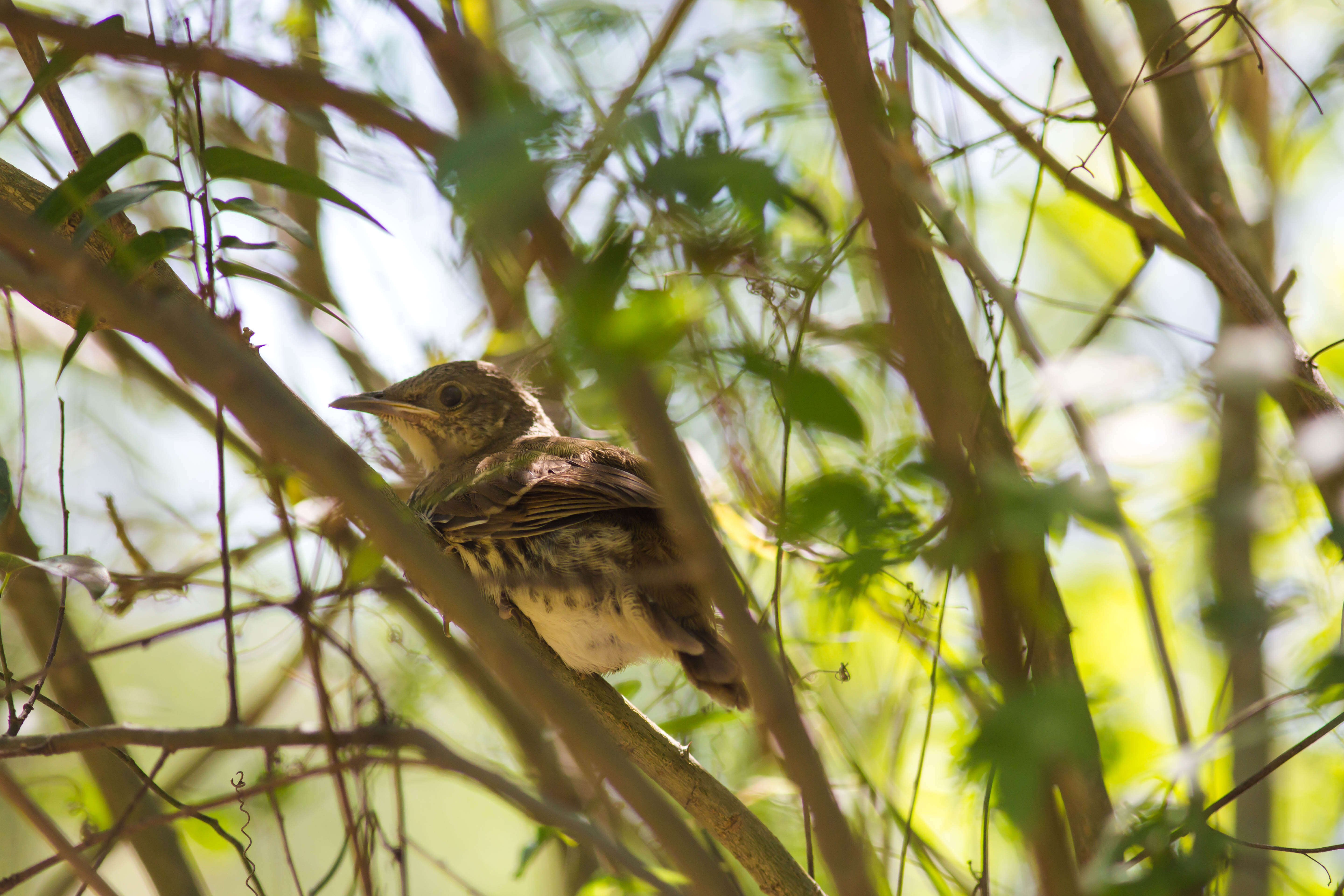 Image of Northern Mockingbird