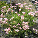 Imagem de Asperula lilaciflora Boiss.