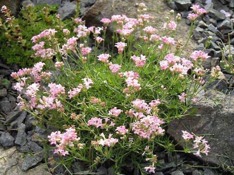 Image of Asperula lilaciflora Boiss.