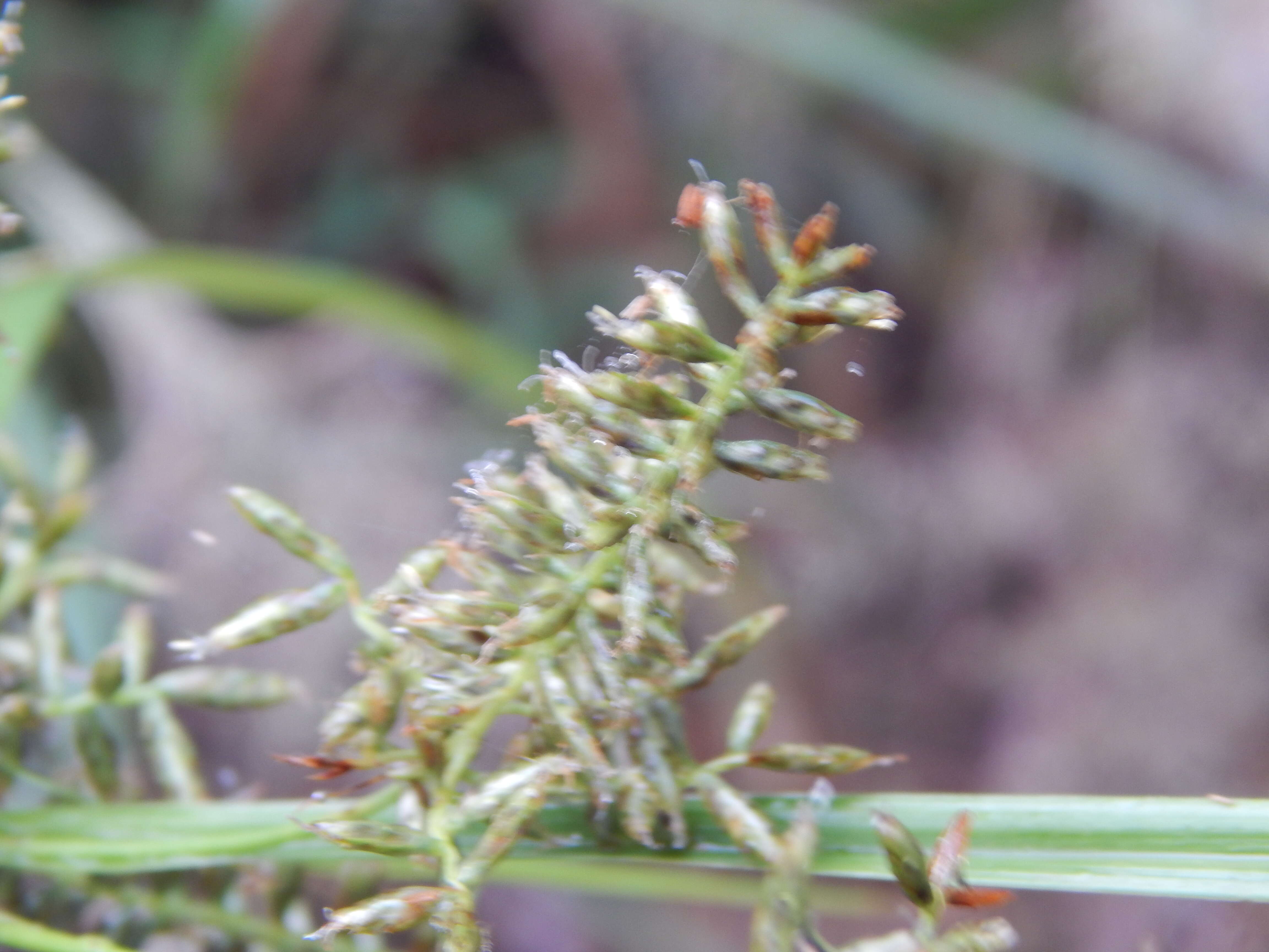 Image de Cyperus hillebrandii Boeckeler