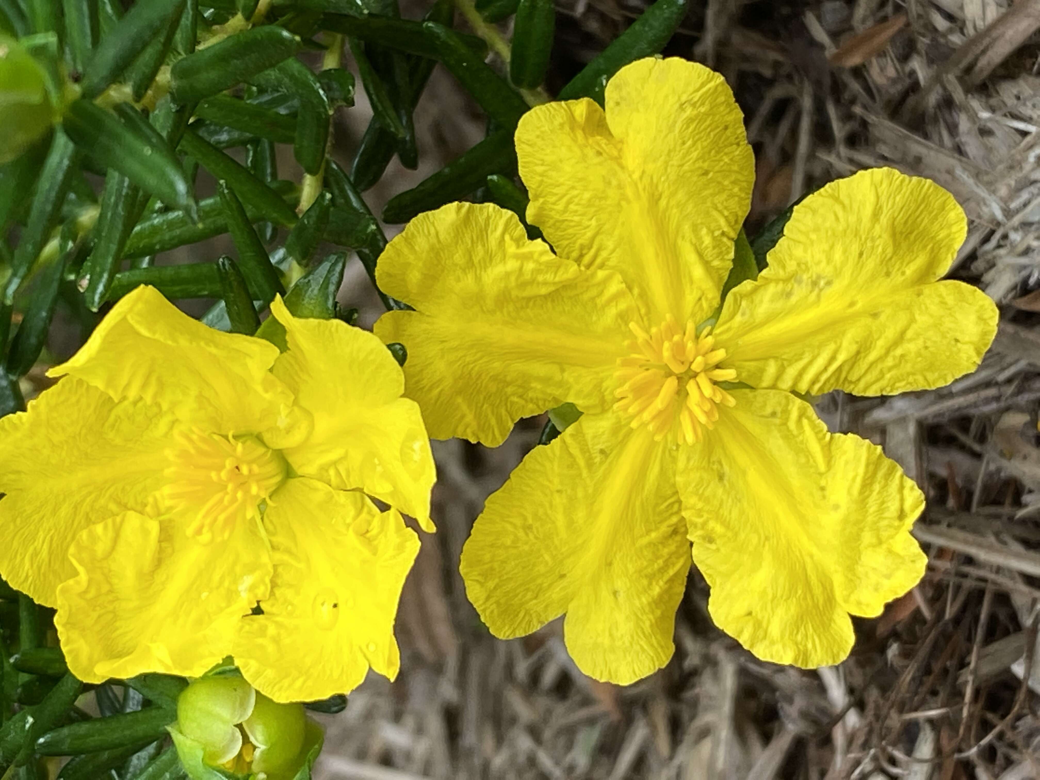 Image of Hibbertia vestita A. Cunn. ex Benth.