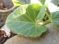 Plancia ëd Calystegia soldanella (L.) R. Br.