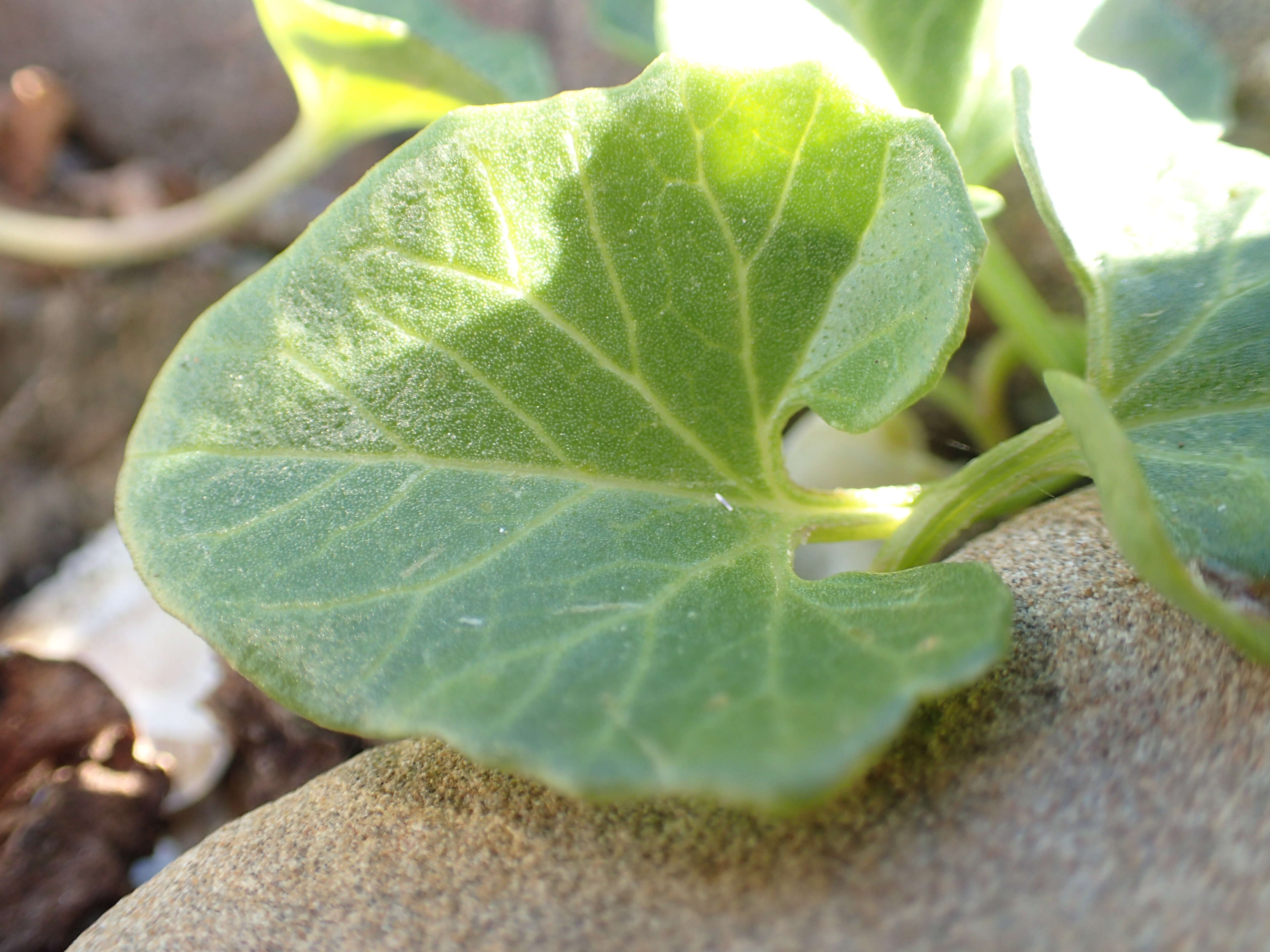 Plancia ëd Calystegia soldanella (L.) R. Br.