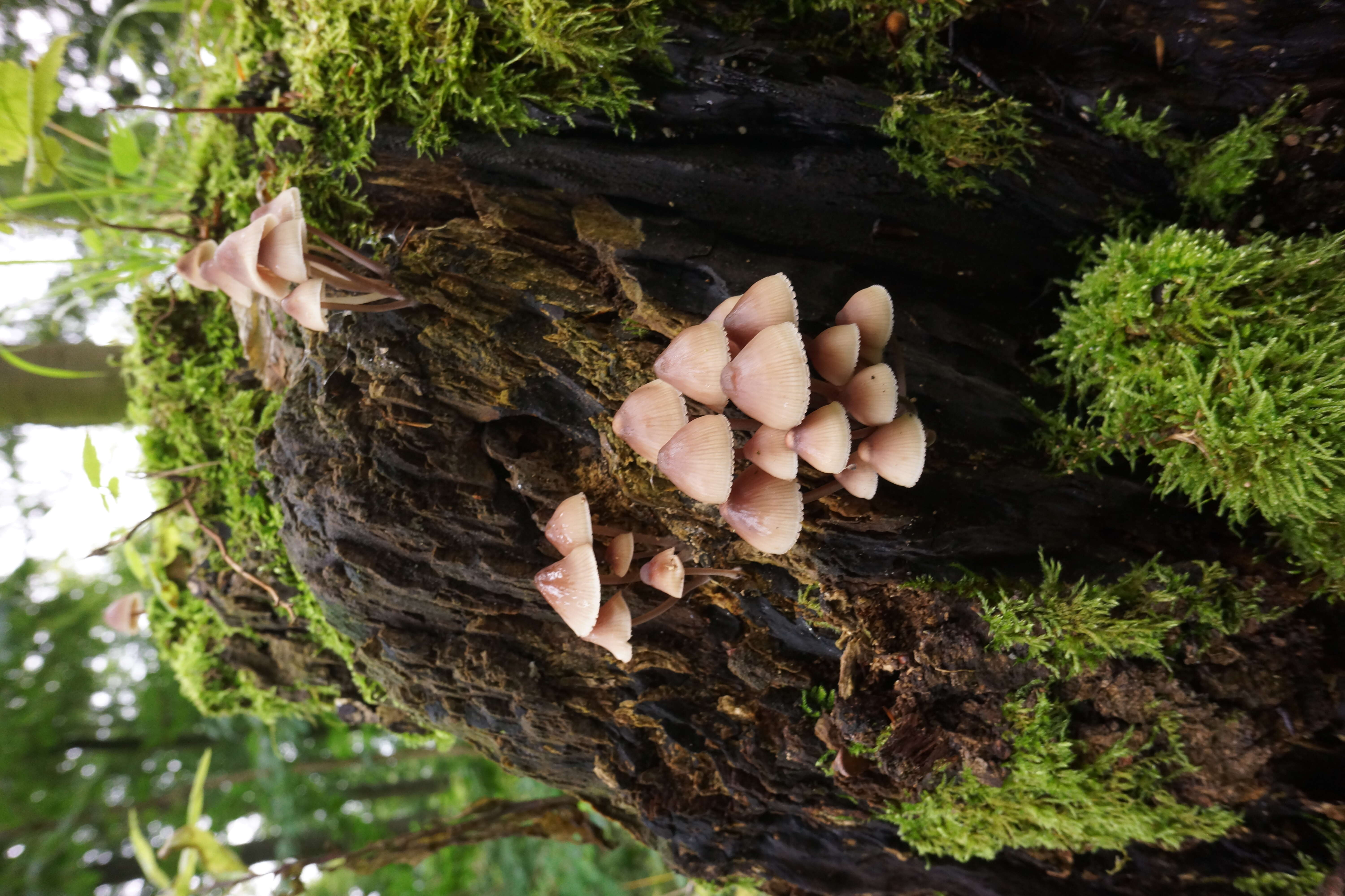 Image of Mycena haematopus (Pers.) P. Kumm. 1871