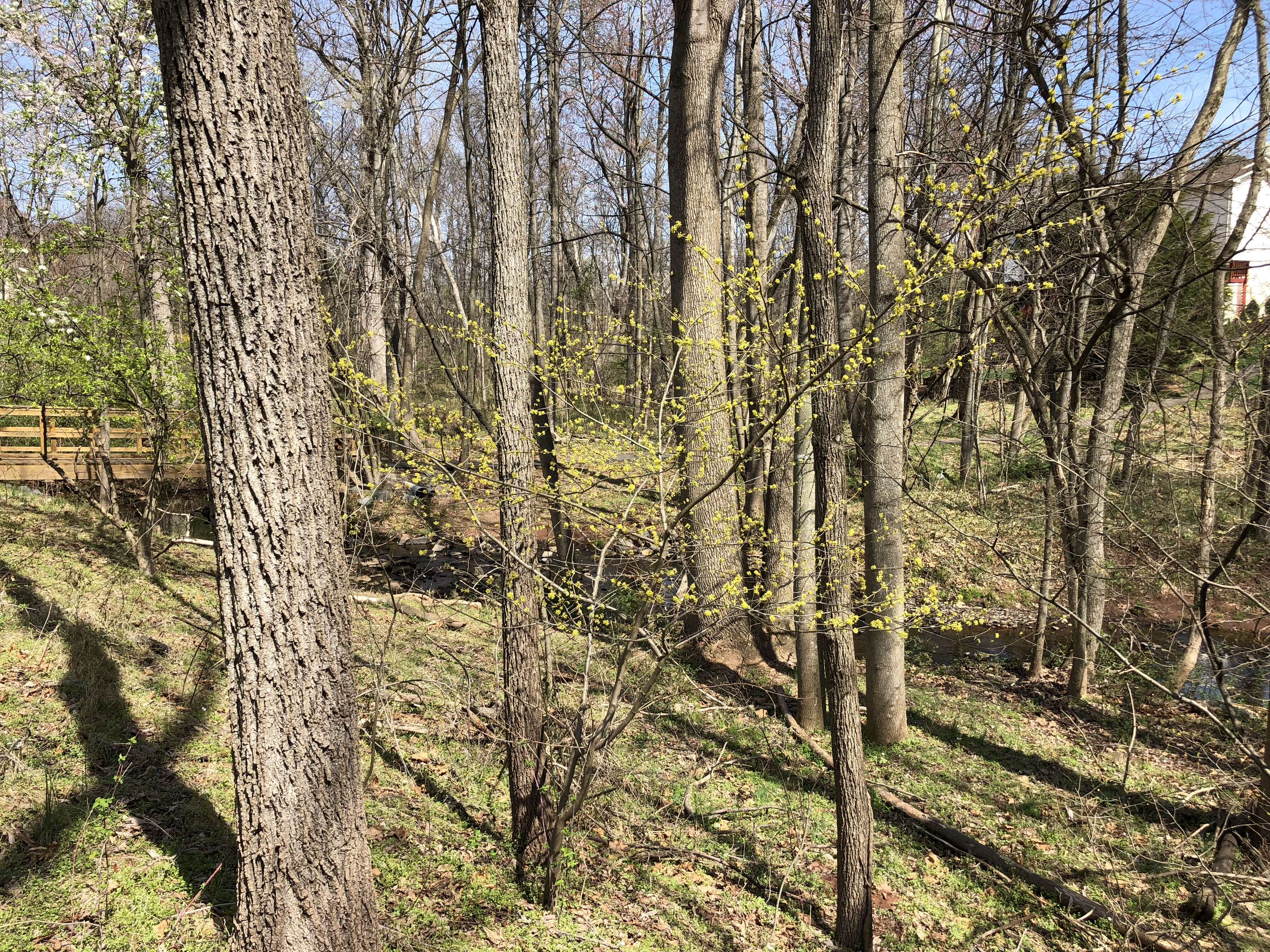 Image of northern spicebush