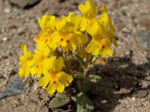 Image of Carson Valley monkeyflower