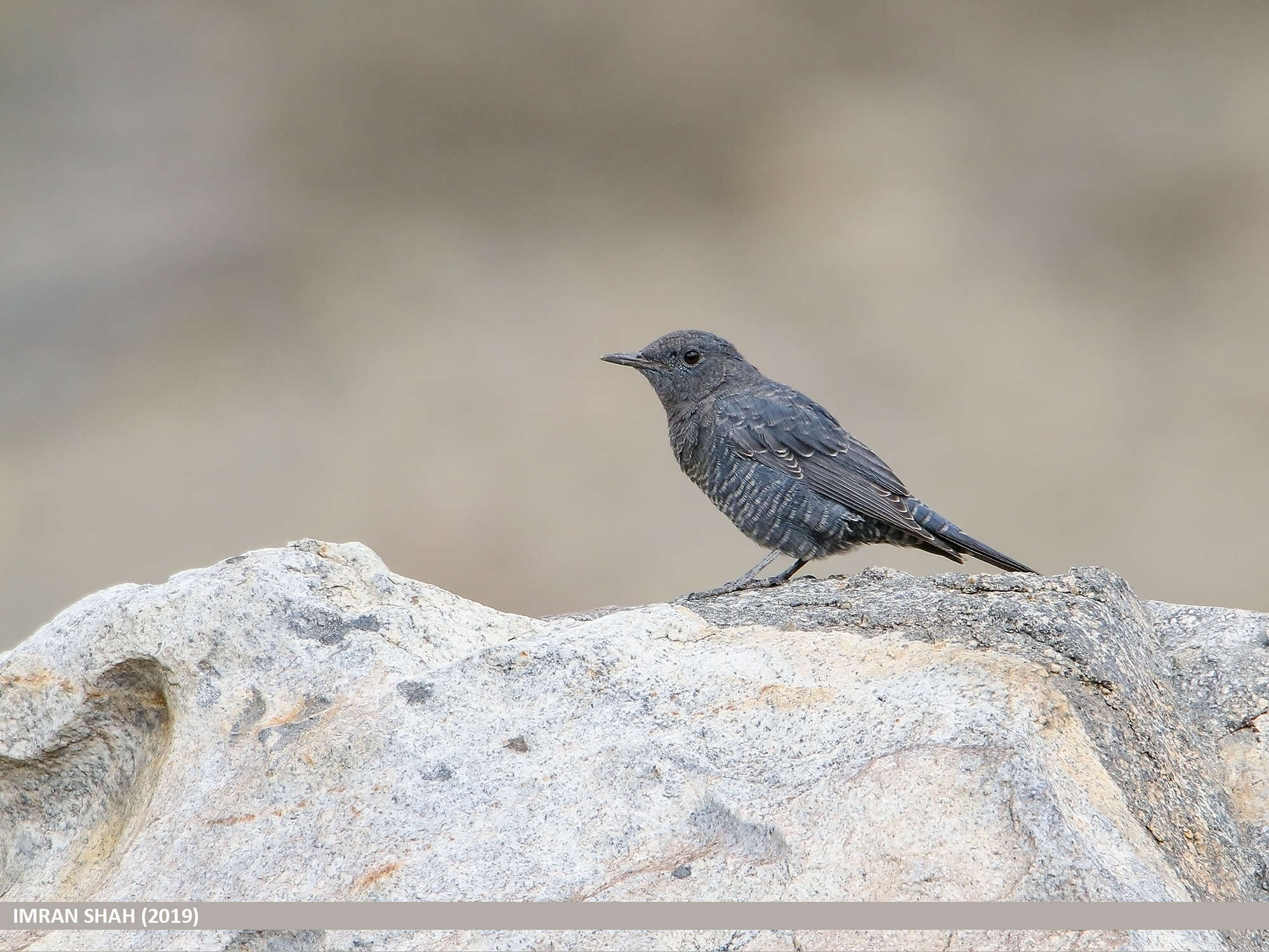 Plancia ëd Monticola solitarius (Linnaeus 1758)