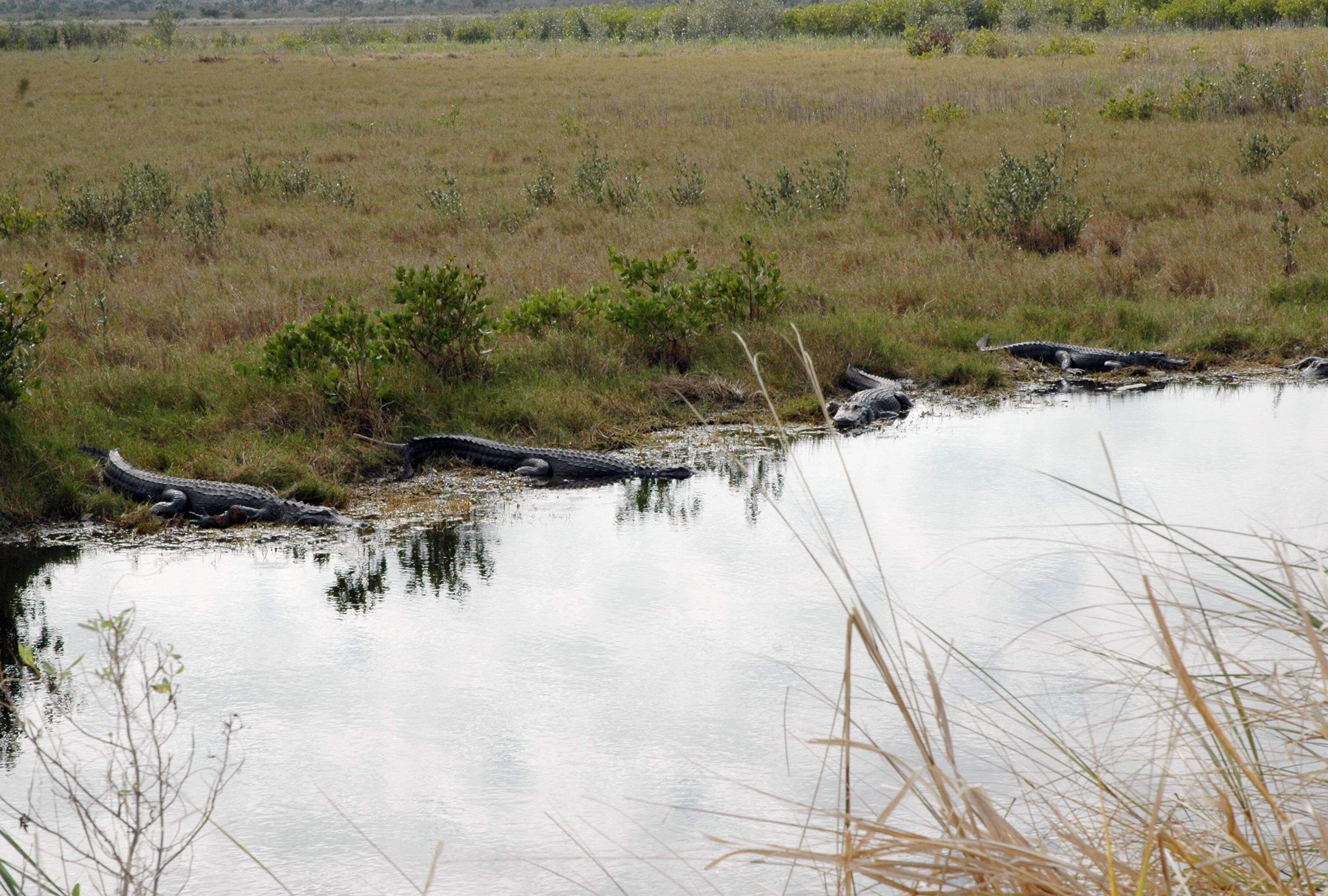 Image of alligators