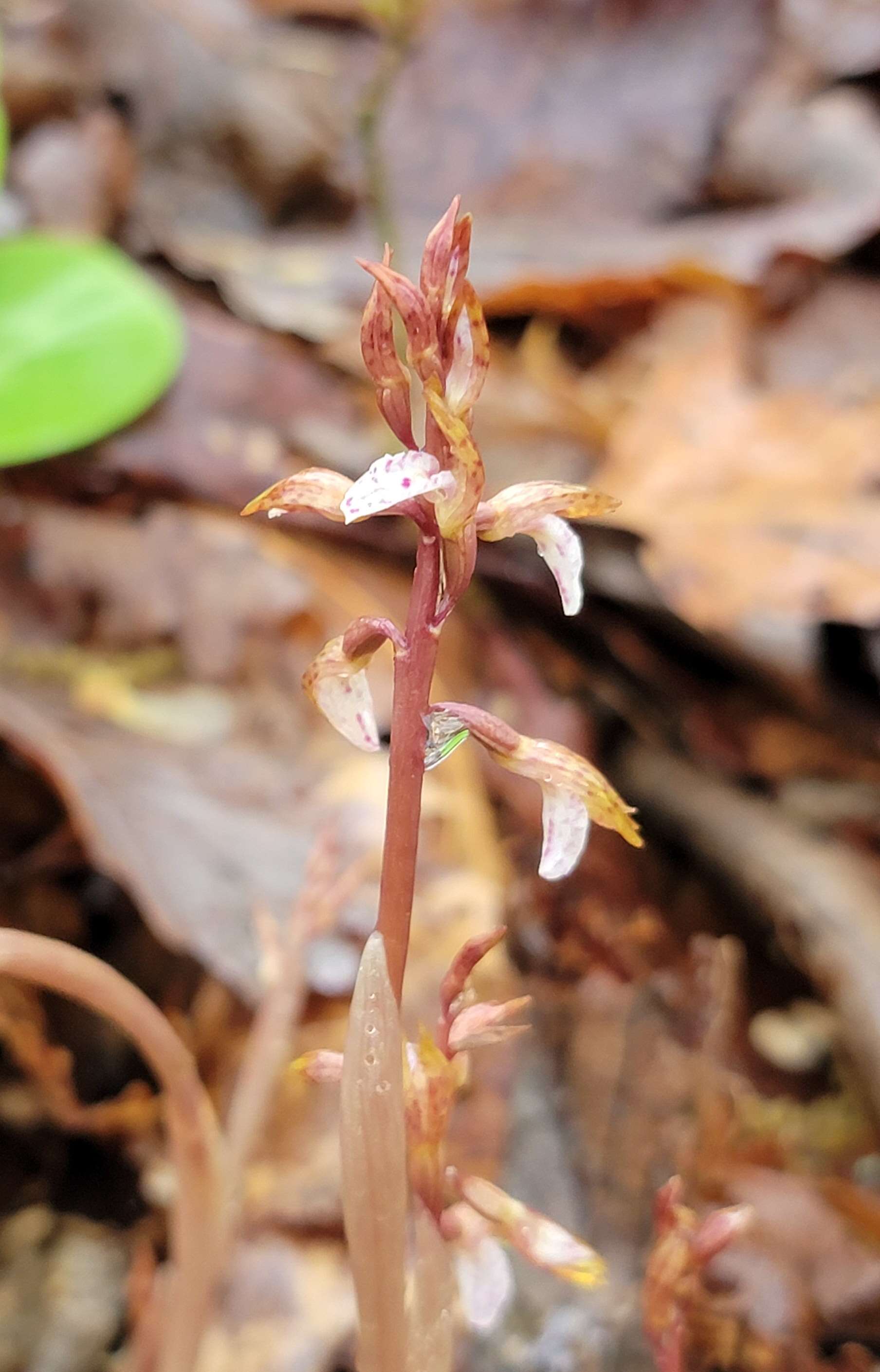 Image of Spring coralroot