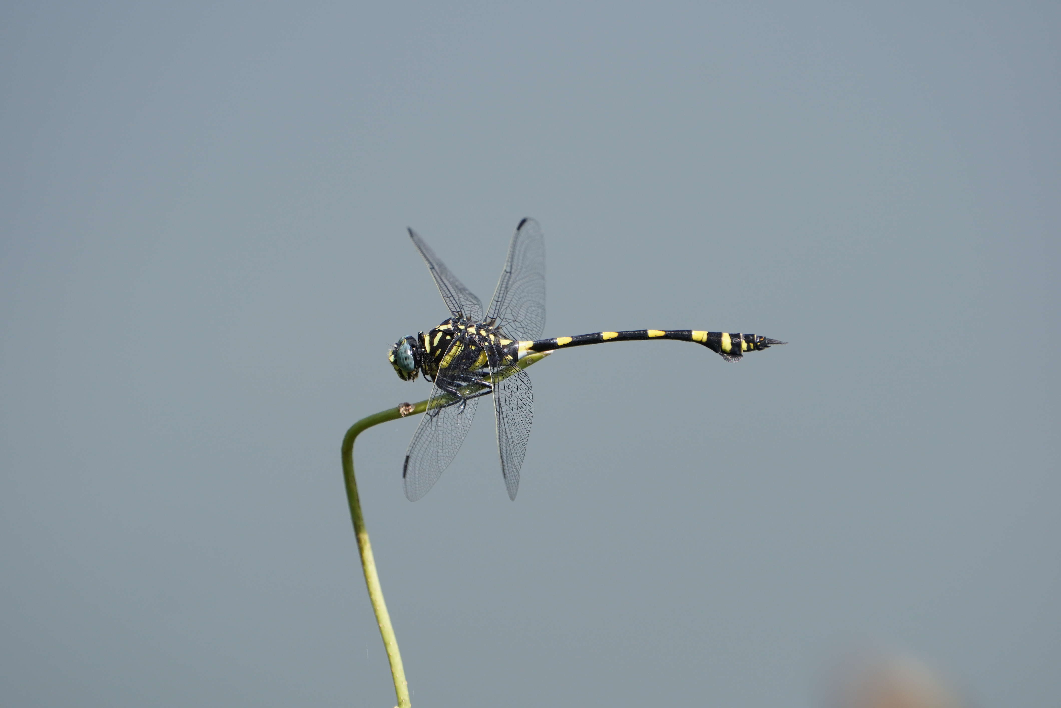 صورة Ictinogomphus rapax (Rambur 1842)