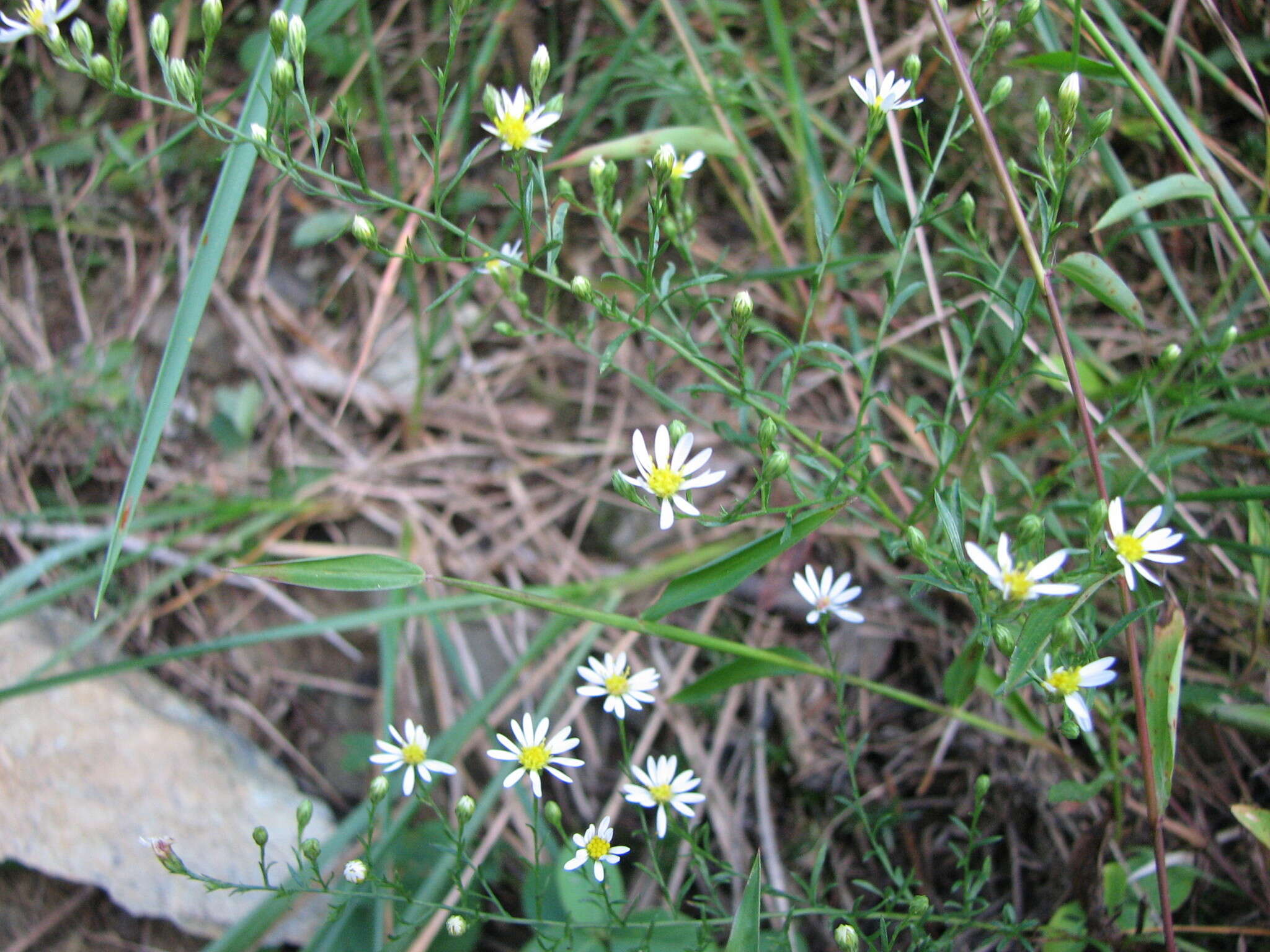 Image of serpentine aster