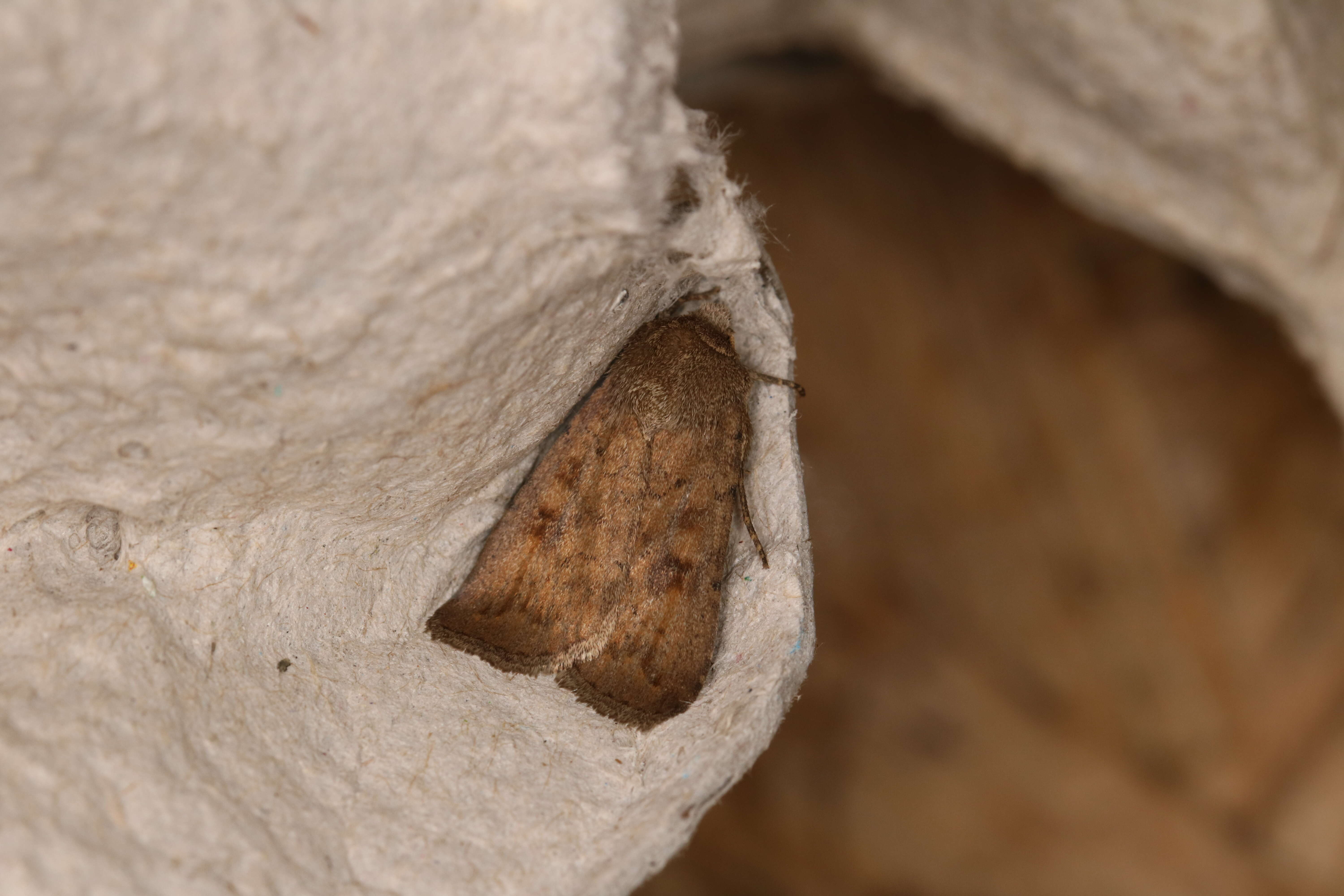 Image of The Mottled Rustic, Brungult Lövfly