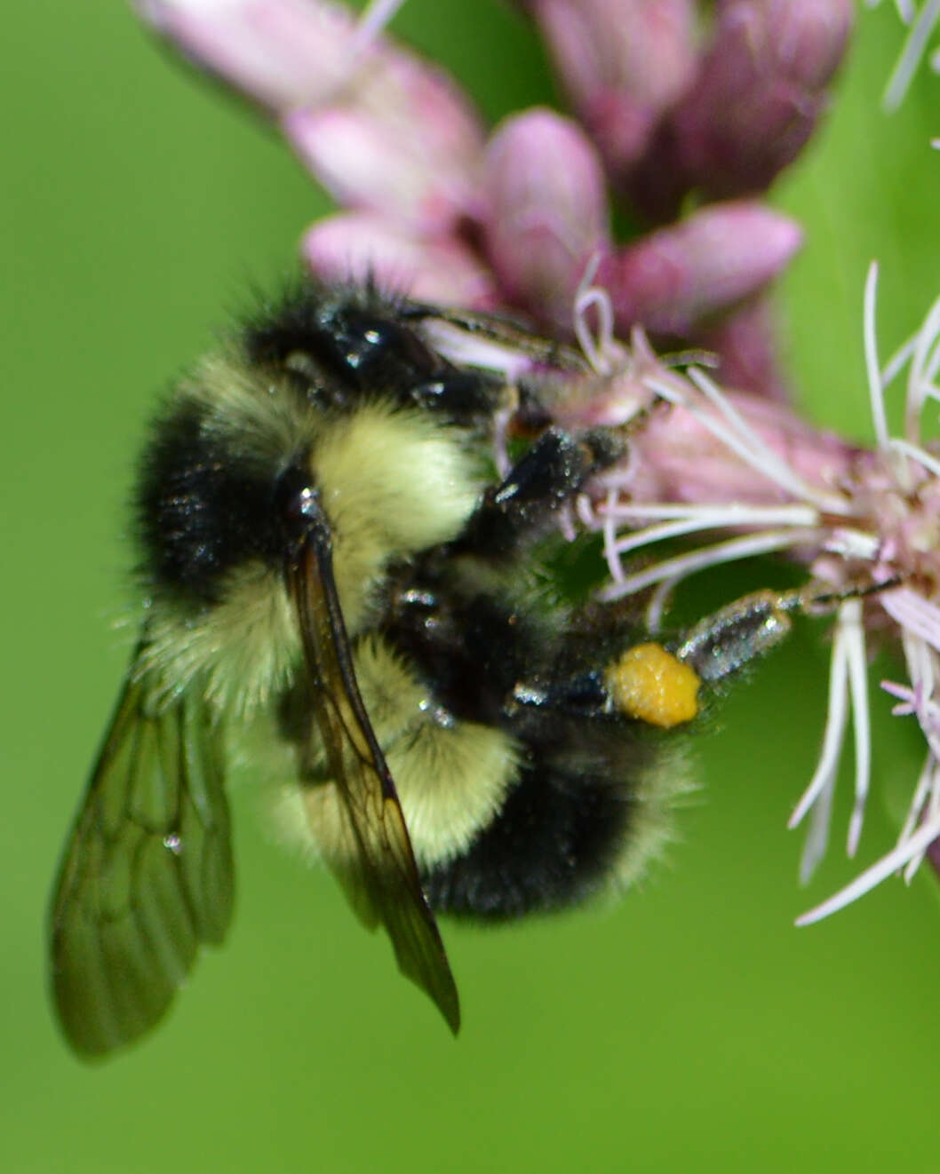 Image of Half-black Bumblebee