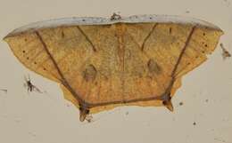 Image of Thinopteryx crocoptera Kollar 1844