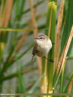 Image of Siberian Chiffchaff