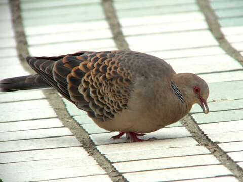 Image of Oriental Turtle Dove