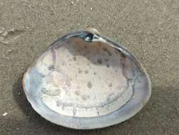 Image of rayed trough clam