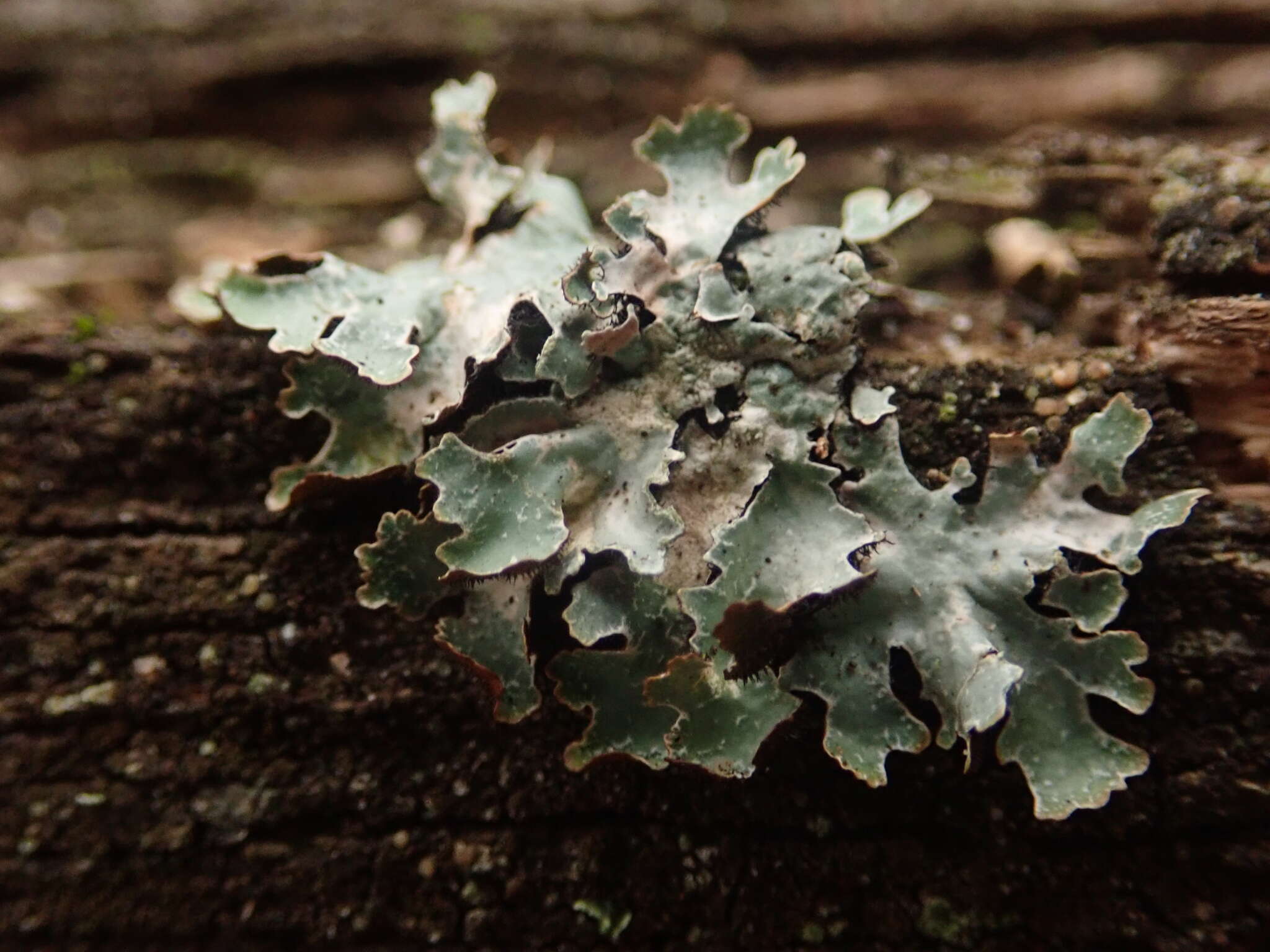 Plancia ëd Parmelia sulcata Taylor