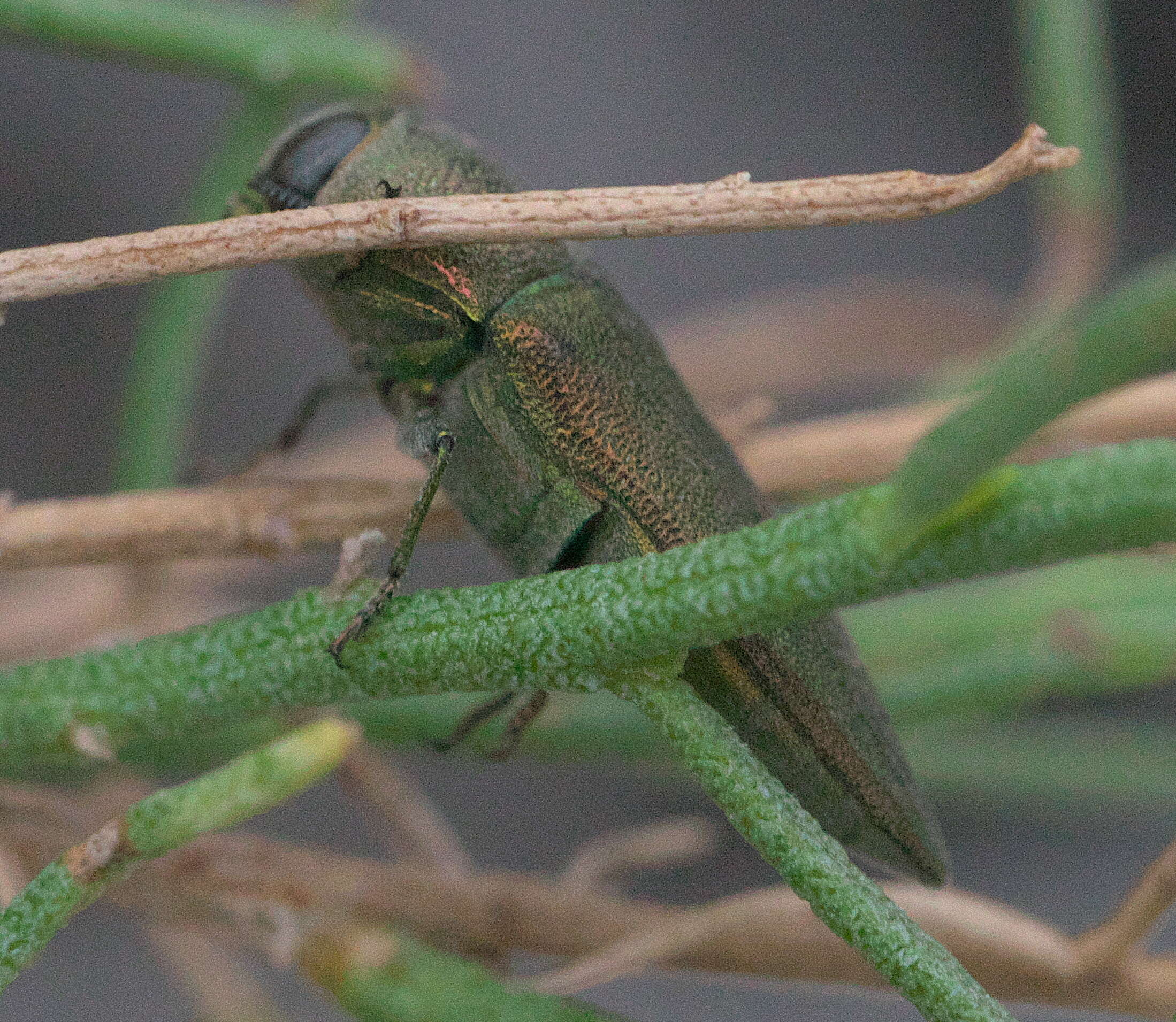 Image of Agaeocera gentilis (Horn 1885)