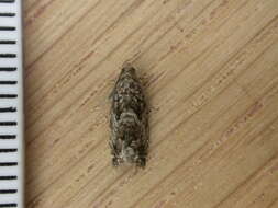 Image of beech moth