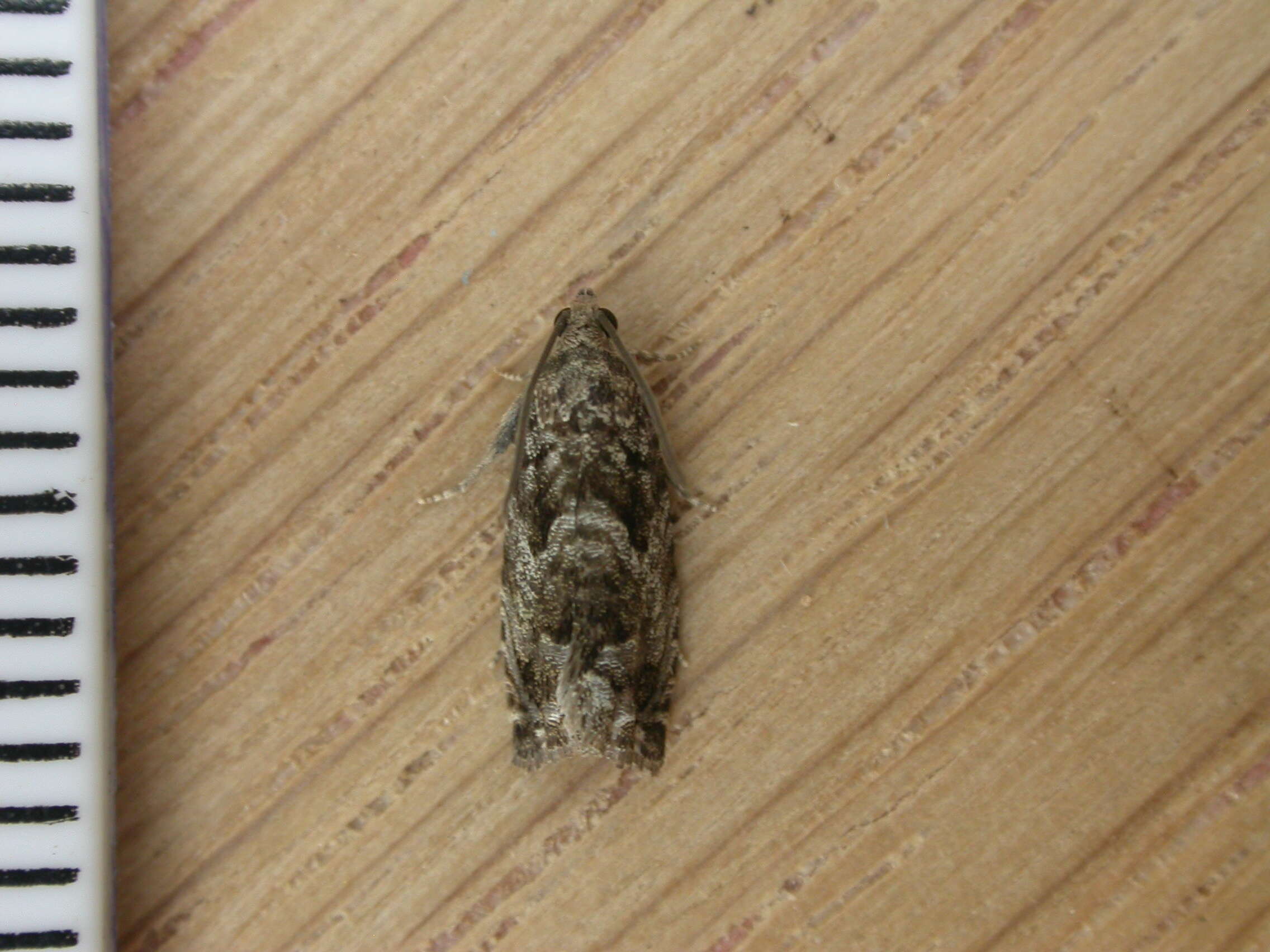 Image of beech moth