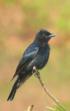 Image of Black Drongo