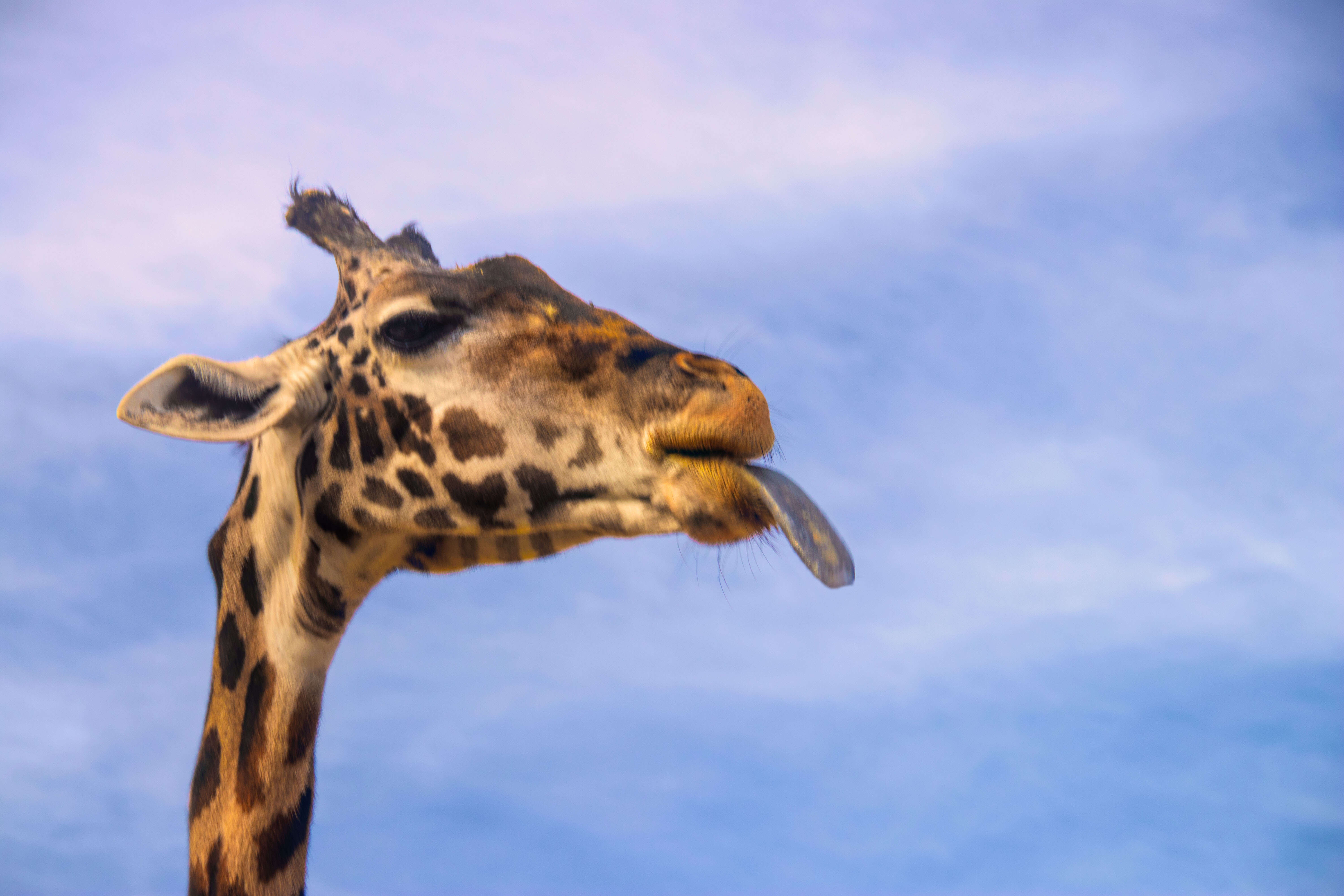 Image of Giraffes