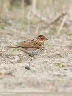 Image de Bruant nain