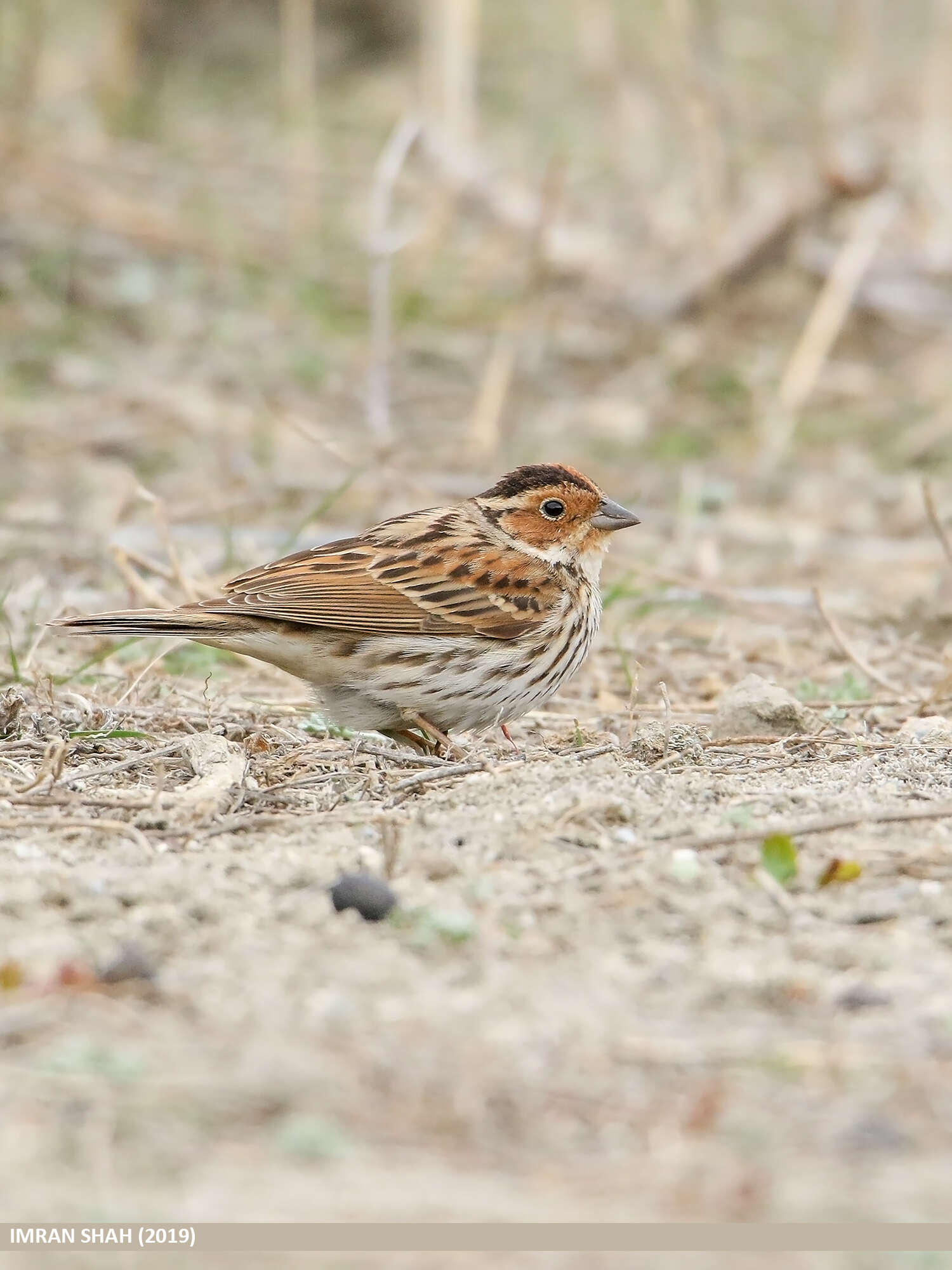 Image de Bruant nain