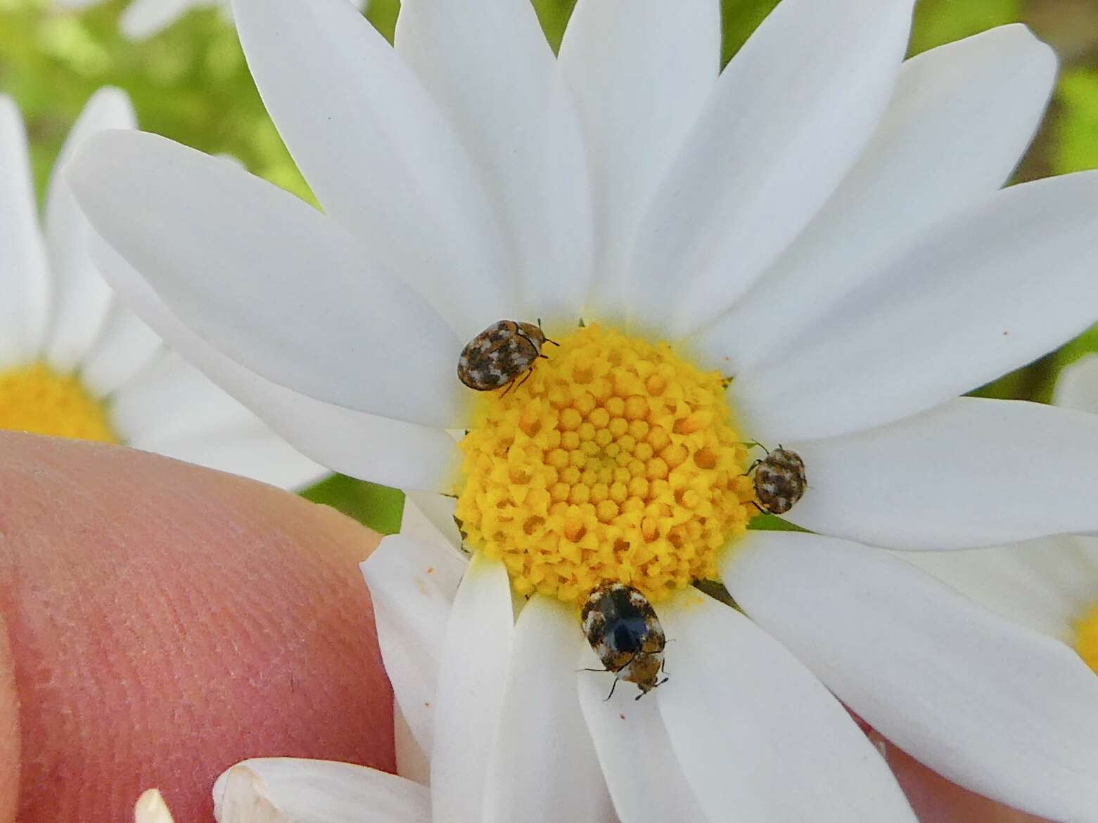 Image of Sacramento Anthicid Beetle