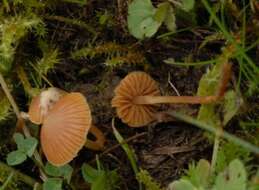 Imagem de Galerina graminea (Velen.) Kühner 1935