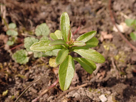 Plancia ëd Iberis umbellata L.