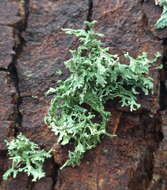 Image of ring lichen