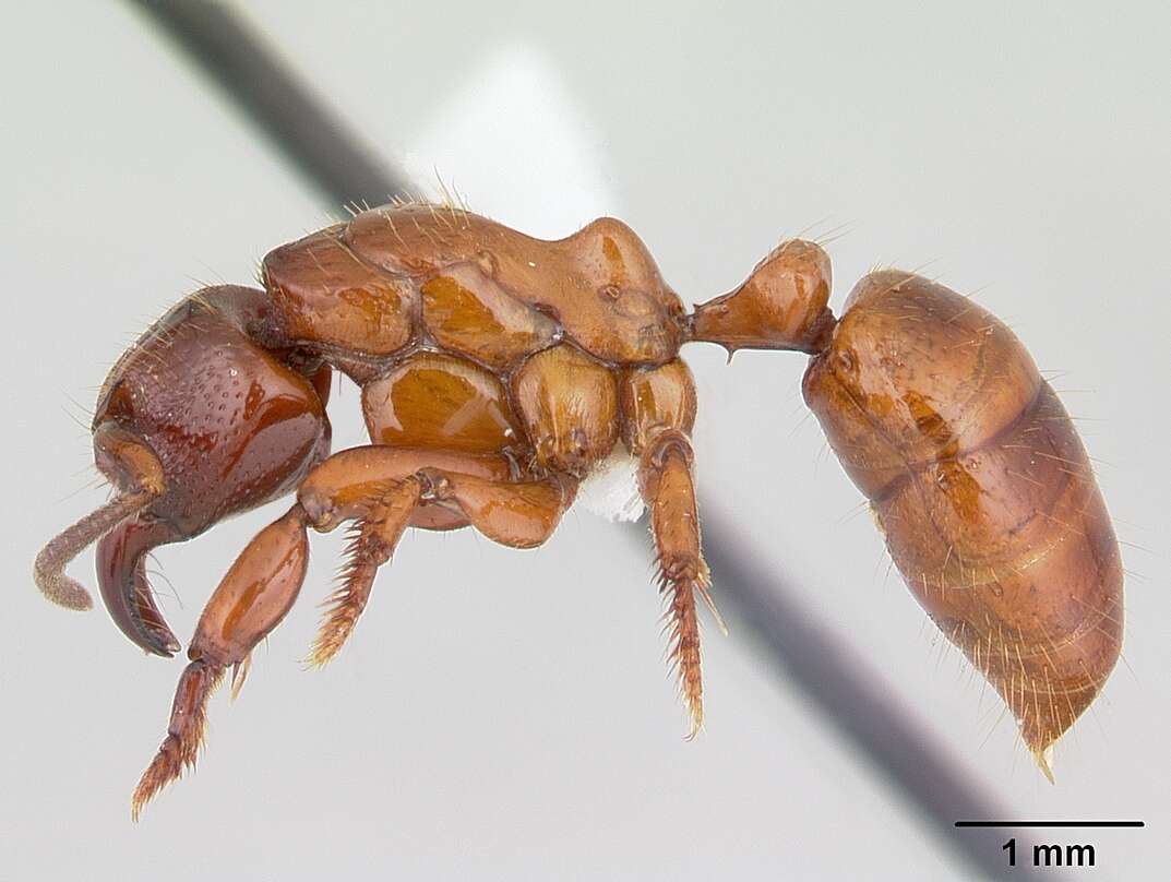 Imagem de Centromyrmex decessor