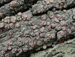 Image of peppermint drop lichen