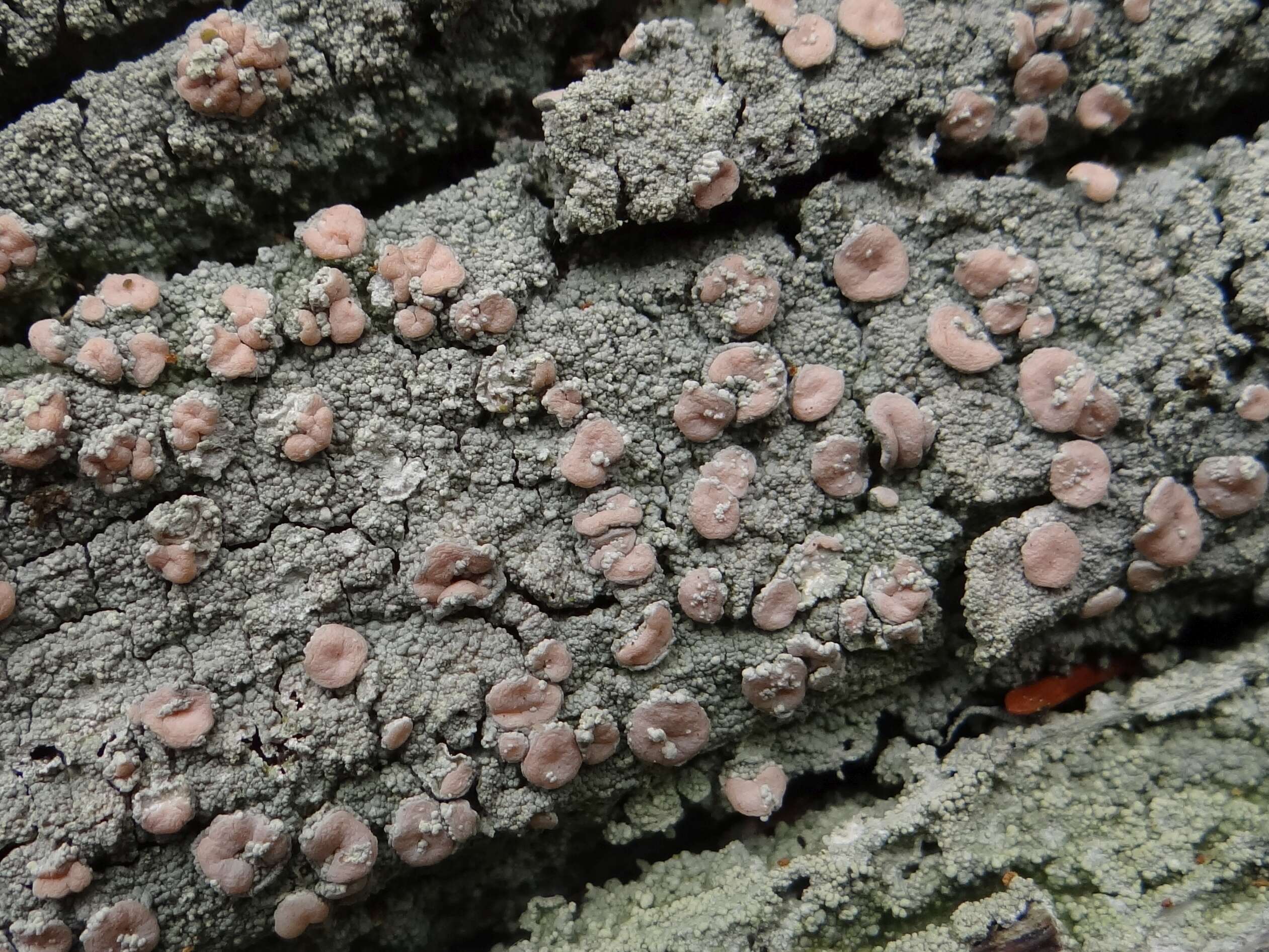 Image of peppermint drop lichen