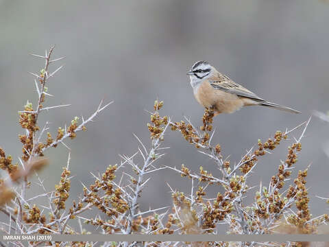 Image of European Rock Bunting