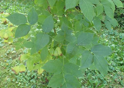 Image de Staphylea colchica Stev.