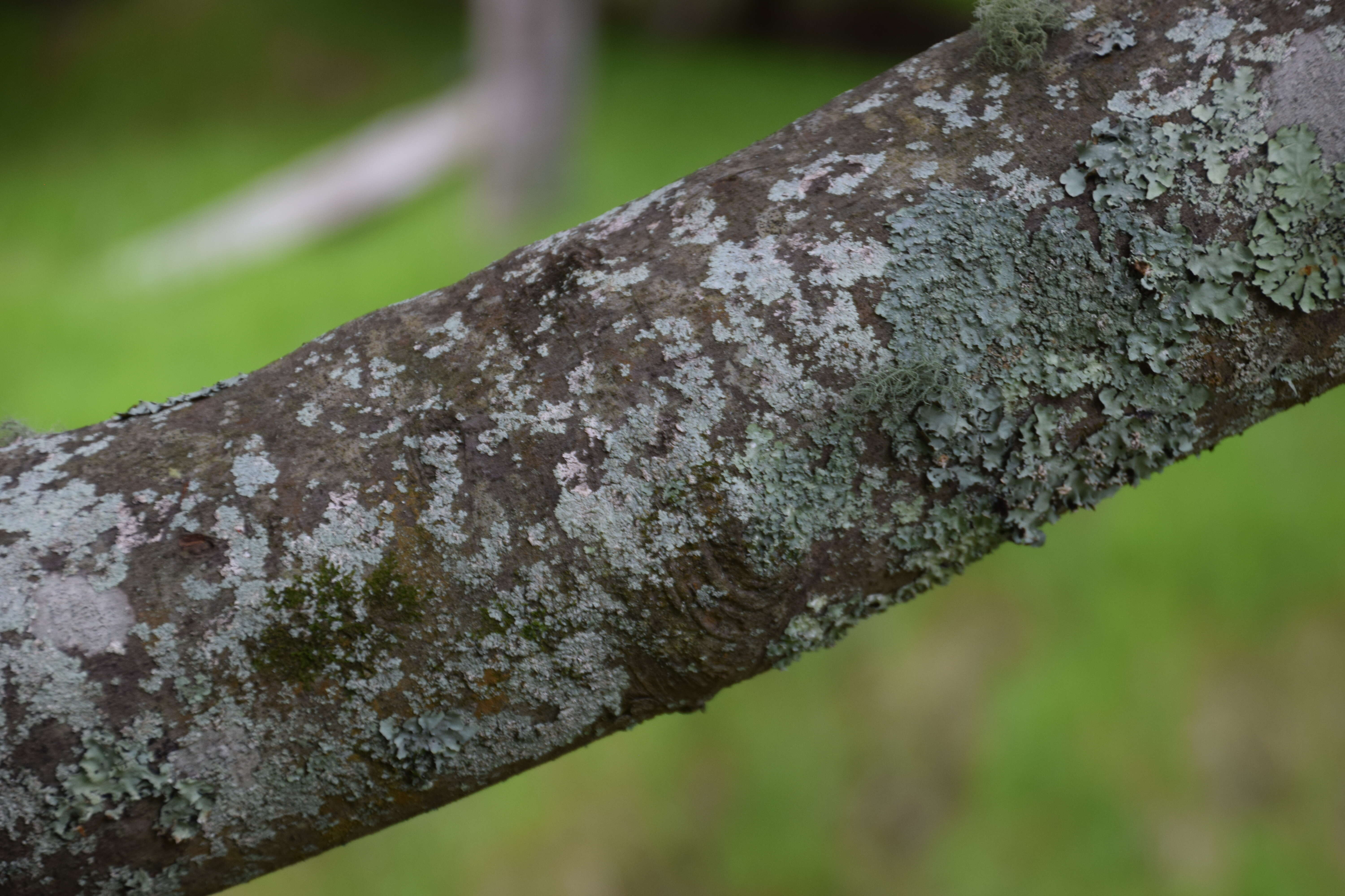 Image of Azores laurel