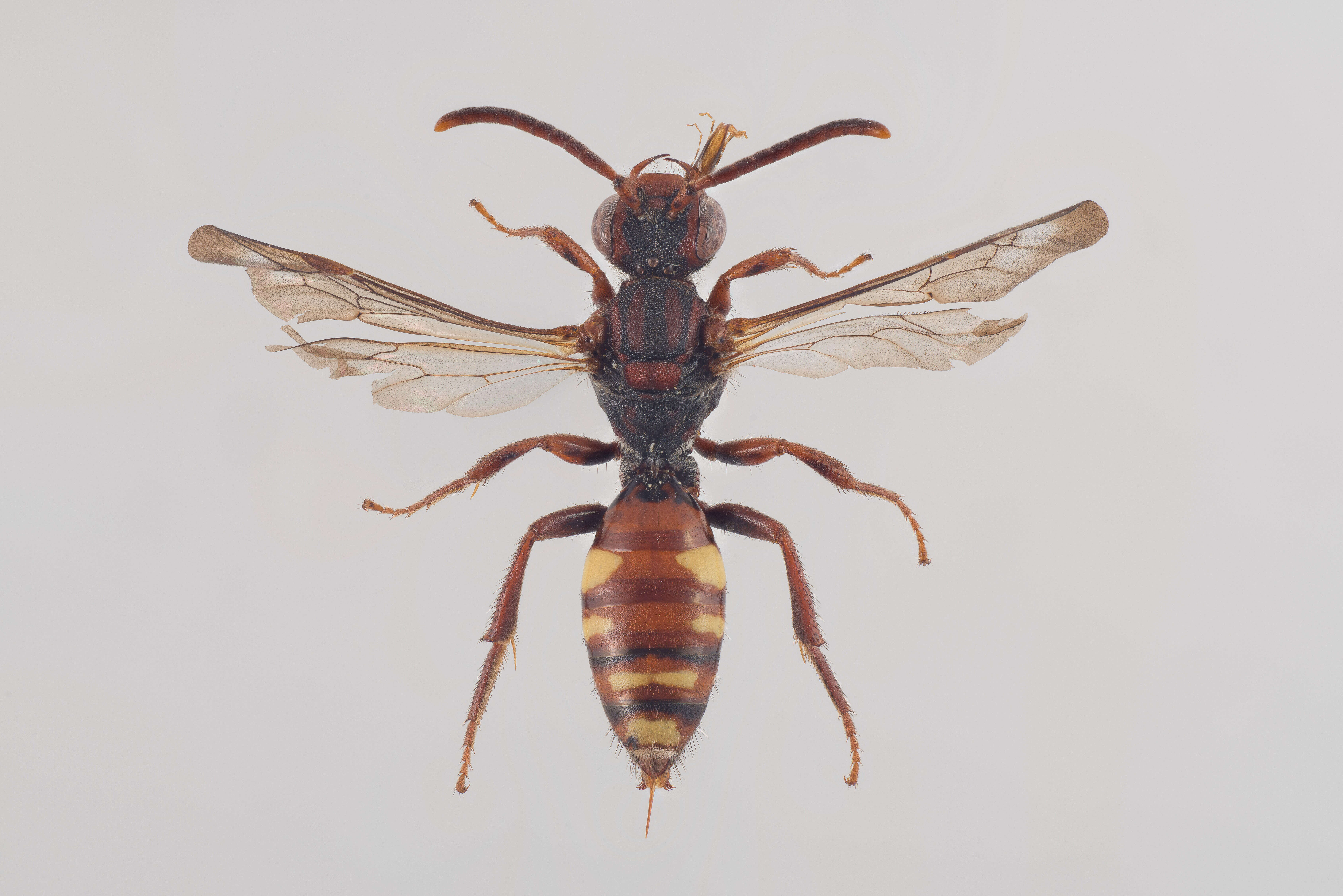 Image of Panzer's Cuckoo Nomad Bee