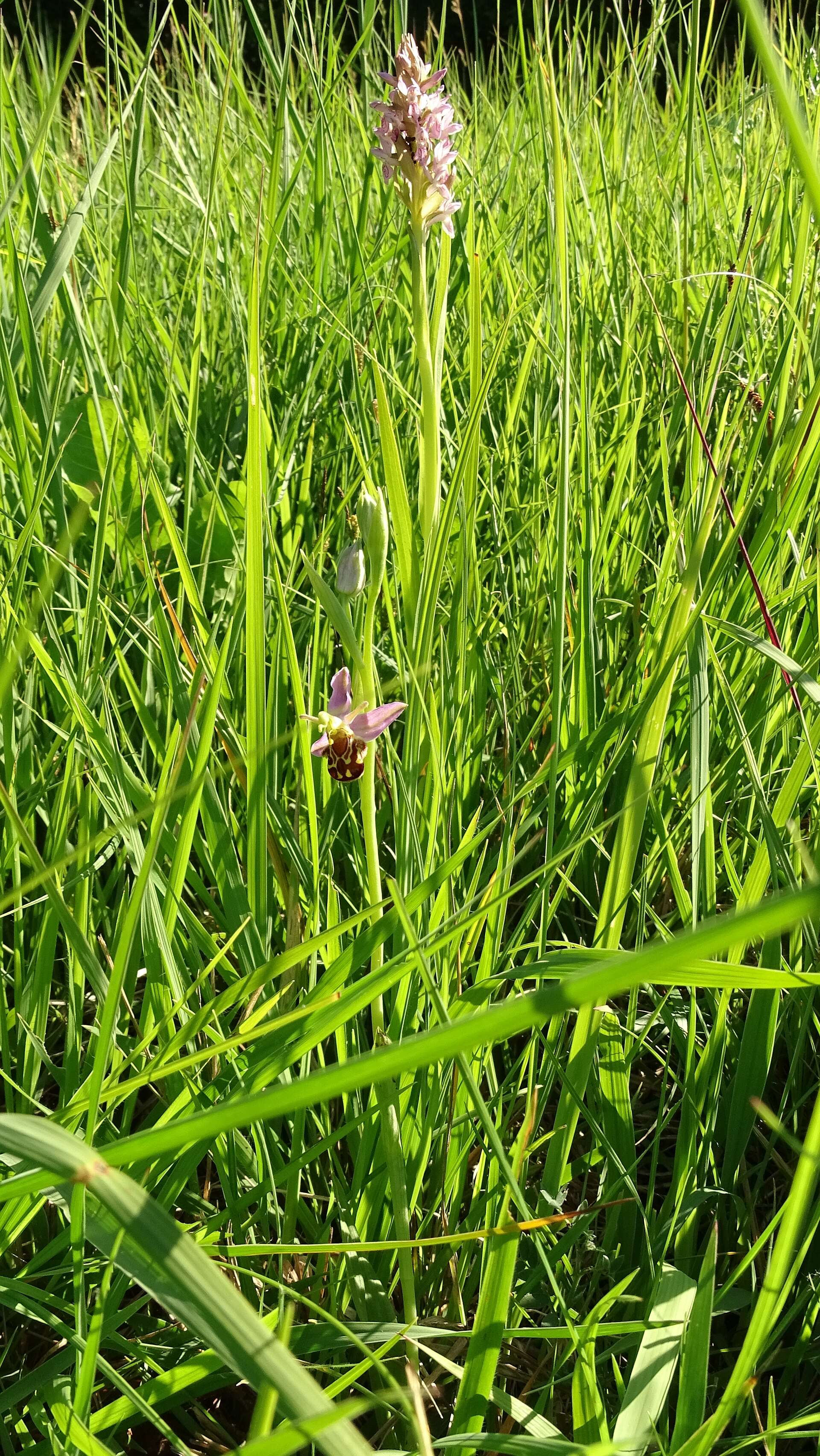 Dactylorhiza incarnata (L.) Soó resmi