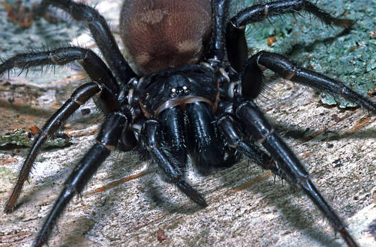 Image of Black tunnelweb