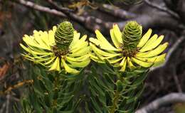 Image of Leucadendron platyspermum R. Br.