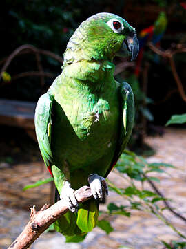 صورة Amazona guatemalae (Sclater & PL 1860)