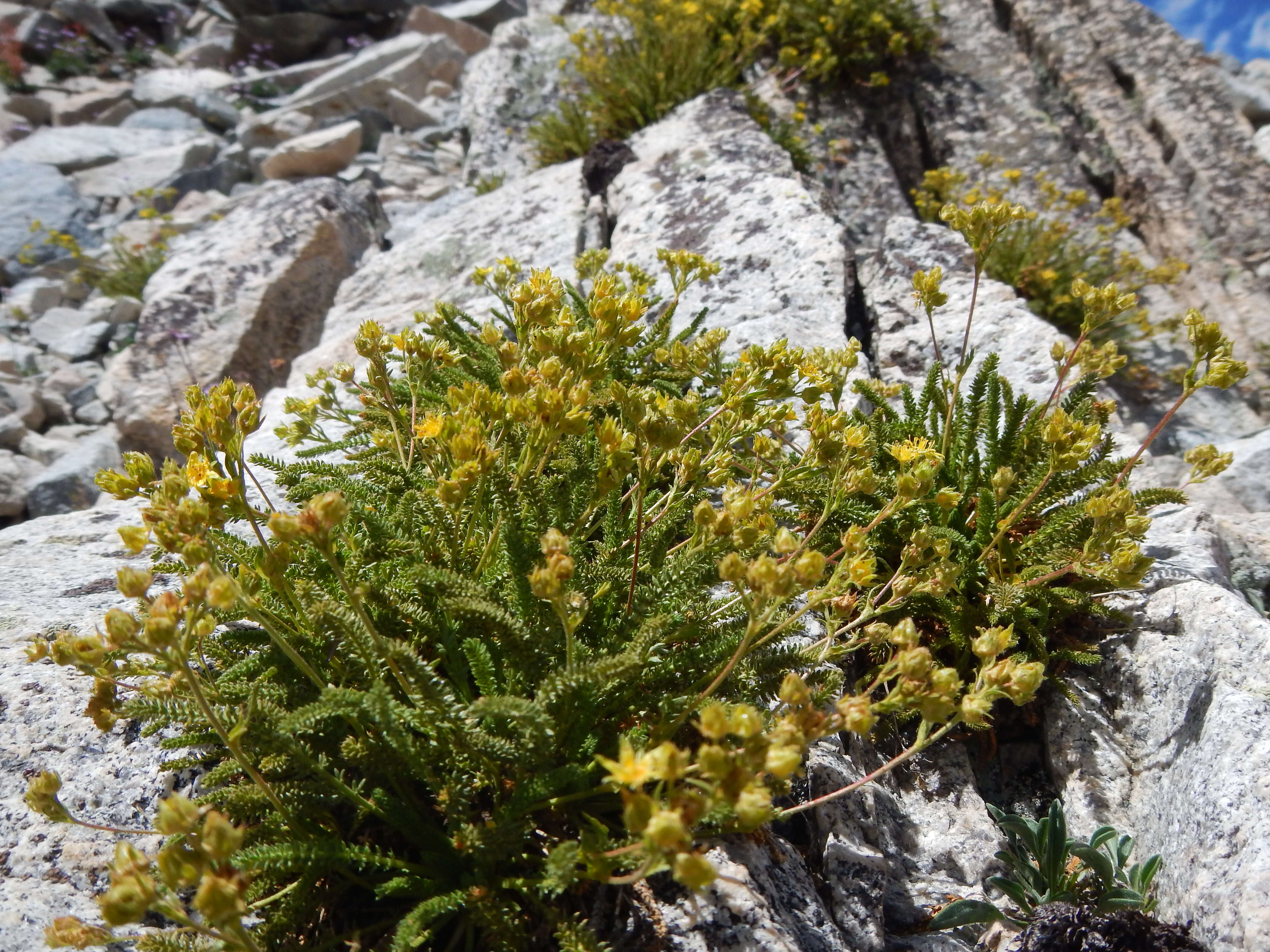 Image de Ivesia lycopodioides Gray